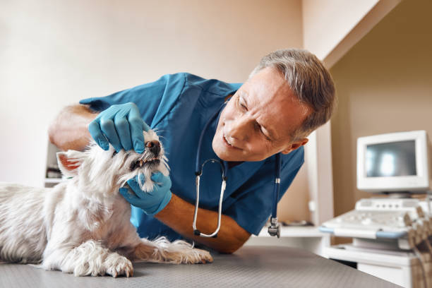 Best Broken or Chipped Tooth Repair in Verona, MS